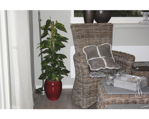 Wohnzimmerdekoration mit Zimmerpflanze im Topf und Rattansessel
