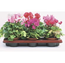 Cyclamen im Topf auf einem Tablett