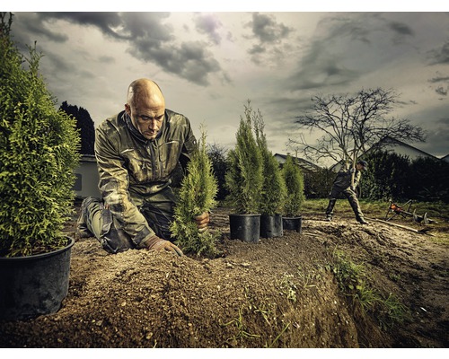 Gärtner pflanzt Thuja-Heckenpflanzen im Garten