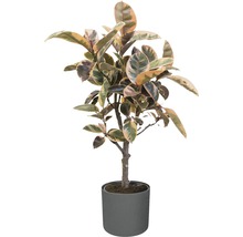 Gummibaum in einem Topf