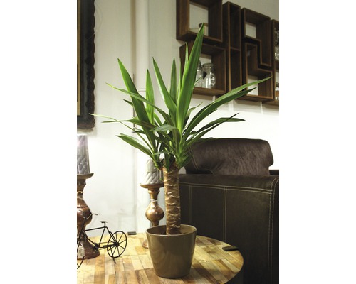 Yucca Palme im Topf auf einem Tisch