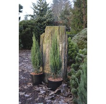 Zwei Säulenzypressen in Töpfen vor Baumstumpf im Garten.