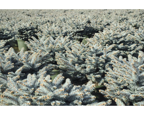 Viele kleine Blaufichten in Töpfen.