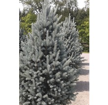Blaue Stechfichte FloraSelf Picea pungens 'Iseli Fastigiate' H 70-80 cm Co 15 L