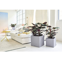 Wohnzimmer mit Zimmerpflanzen in Pflanzgefäßen und Sofa