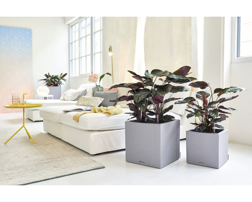 Wohnzimmer mit Zimmerpflanzen in Pflanzgefäßen und Sofa