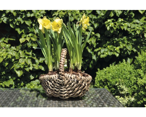 Narzissen in einem geflochtenen Korb