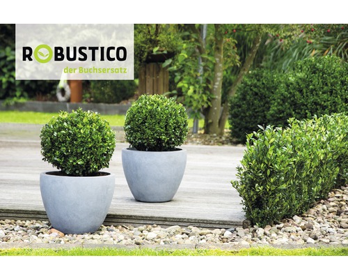 Zwei kugelförmige Buchsbäume in runden Töpfen auf einer Gartenterrasse