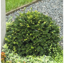 Kugelförmige Eibe im Gartenbeet