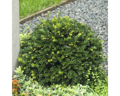 Kugelförmige Eibe im Gartenbeet