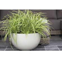 Japanisches Waldgras in einem Pflanzgefäß