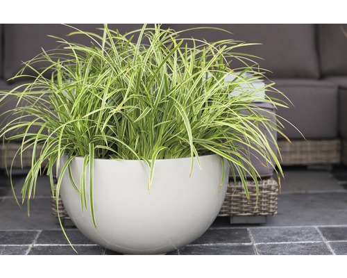 Japanisches Waldgras in einem Pflanzgefäß