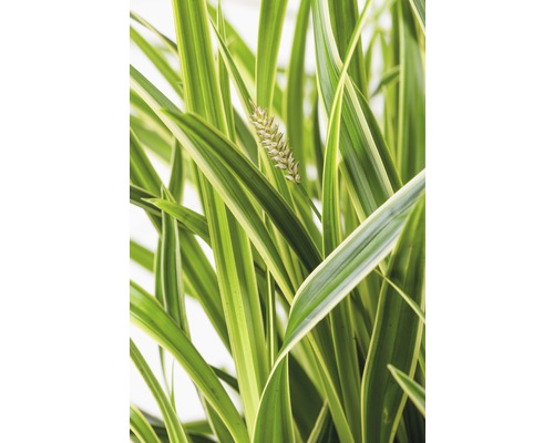 Detailaufnahme von Ziergras mit Blüte