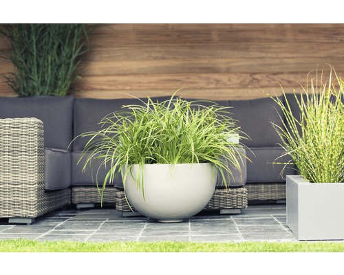 Weißrandige Garten-Segge FloraSelf Carex morrowi 'Ice Dance' H 5-30 cm Co 3 L Szene mit Pflanzgefäßen und Gartenmöbeln auf einer Terrasse