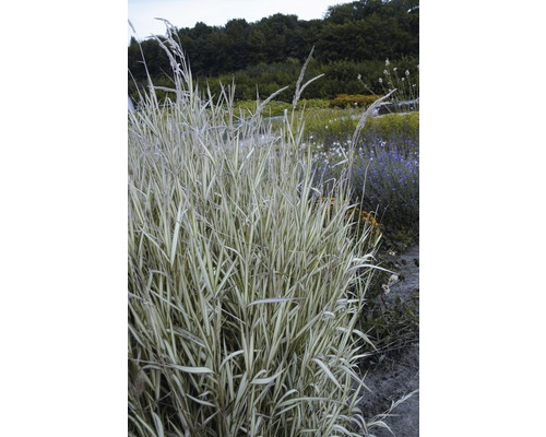 Rohr-Glanzgras FloraSelf Phalaris arundinacea 'Feesey' H 10-60 cm Co 3 L