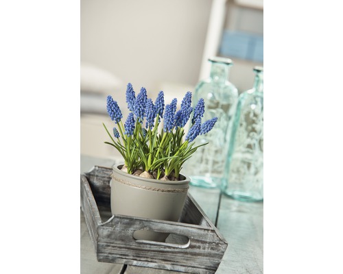 Szene mit Traubenhyazinthe im Topf auf Holztablett