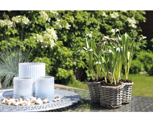 Gedeckter Tisch mit Schneeglöckchen in Körben und Windlichtern im Garten.