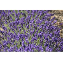 Nahaufnahme von Lavendelblüten im Garten