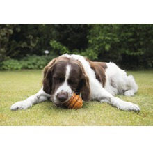 Ein braun-weißer Hund liegt auf dem Rasen und kaut auf einem Spielzeug.