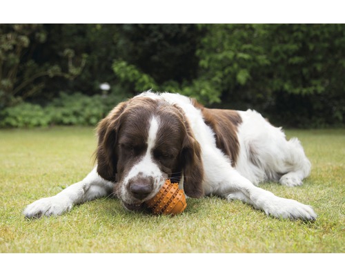 Ein braun-weißer Hund liegt auf dem Rasen und kaut auf einem Spielzeug.