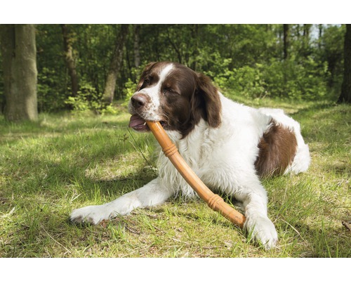 Ein Hund liegt im Gras und hält einen Stock im Maul.