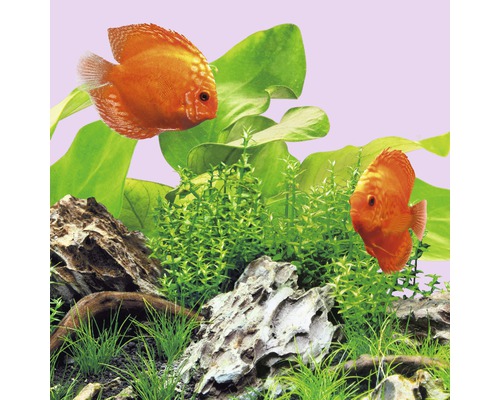 Aquarienszene mit zwei Diskusfischen, Pflanzen und Steinen