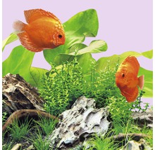 Zwei orangefarbene Diskusfische im Aquarium mit Pflanzen und Steinen