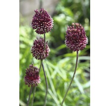 Zierlauchblüten im Gartenbeet