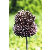 Blüte einer Zierlauch Pflanze im Detail