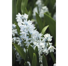 Nahaufnahme von gestreiften Blaustern Blumen mit Blättern