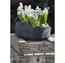 Blüten in einem Pflanzgefäß auf einer Holzkiste