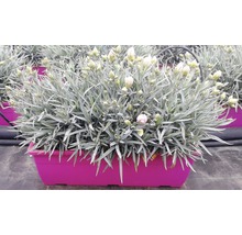 Nelkenpflanze in einem Pflanzgefäß