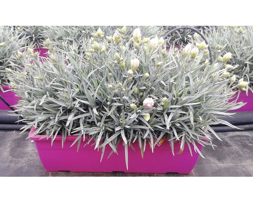 Nelkenpflanze in einem Pflanzgefäß