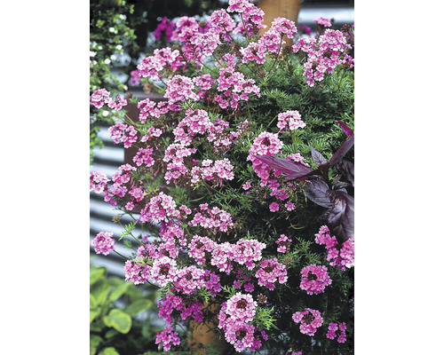 Blühende Verbene Pflanze im Garten