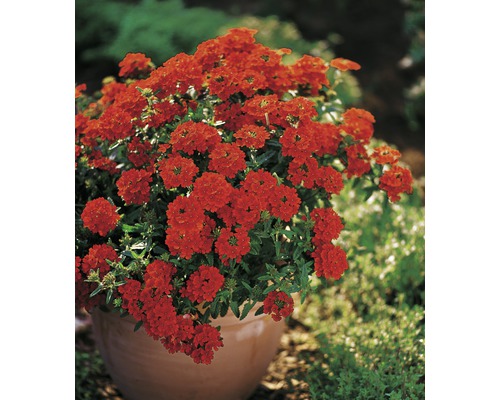 Blühende Verbenenpflanze im Topf