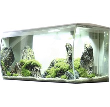 Aquarium mit Steinen und Pflanzen
