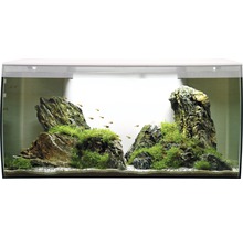 Aquarium mit Steinen, Pflanzen und Fischen
