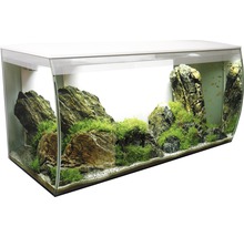 Aquarium mit Steinen, Pflanzen und Fischen