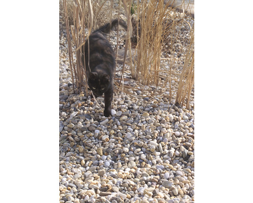 Katze zwischen Ziergras und Kies
