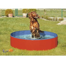 Hund springt in einen Pool im Garten