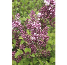 Nahaufnahme eines blühenden Zwergflieders im Garten.