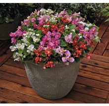 Begonien in einem Topf auf einem Holzboden