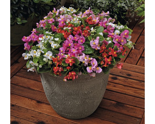 Begonien in einem Topf auf einem Holzboden