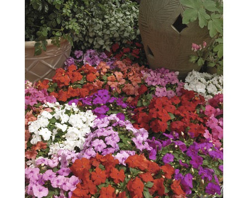 Blumenbeet mit verschiedenen Impatiens-Blüten und dekorativen Töpfen im Garten