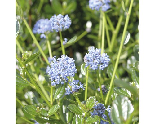 Blütenstände der Säckelblume