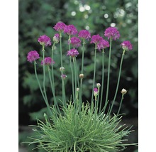 Grasnelke mit purpurfarbenen Blüten