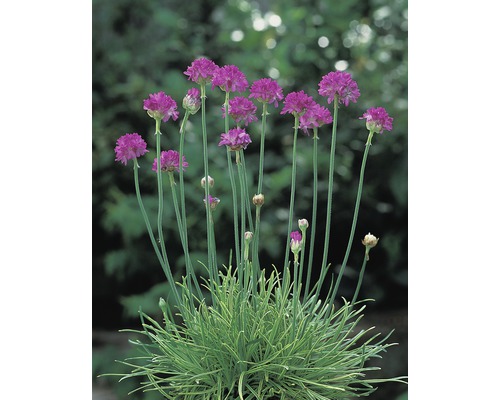 Grasnelke mit purpurfarbenen Blüten