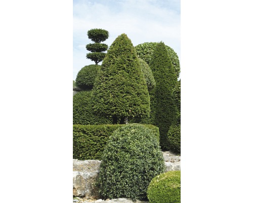 Verschiedene Formschnittgehölze in einem Garten