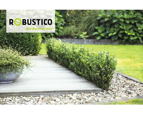 Robustico Logo auf einer Gartenszene mit Buchsbaumhecke und Gehweg