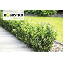 Buchsbaum-Alternative FloraSelf Ilex crenata 'Robustico' 20/30 cm im 2 Liter Topf-thumb-3